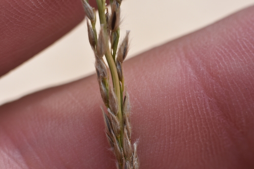 Image of Digitaria californica by no rights reserved