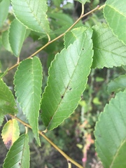 Ulmus pumila