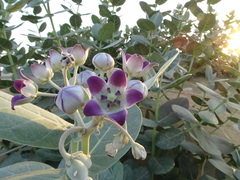 Calotropis procera