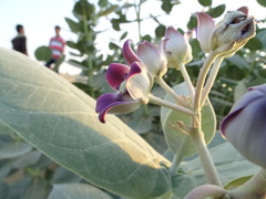 Calotropis procera
