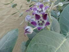 Calotropis procera