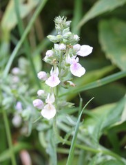 Teucrium canadense canadense