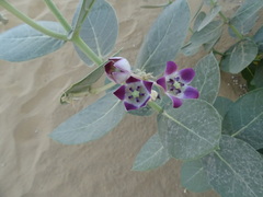 Calotropis procera