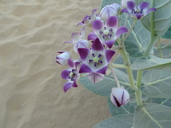 Calotropis procera