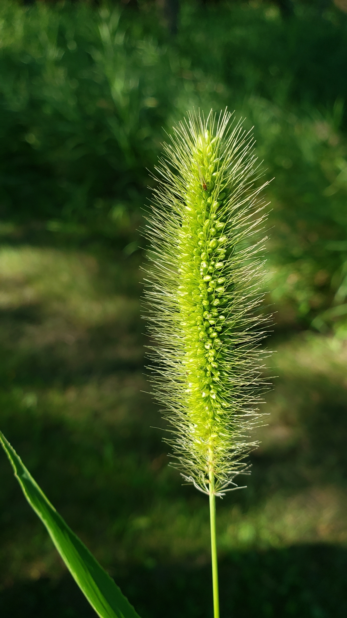 Green Bristle Grass (Setaria viridis) · iNaturalist NZ