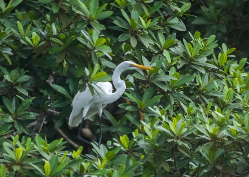 Great Egret
