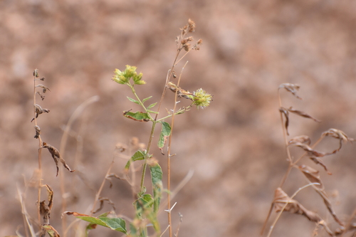 Image of Koanophyllon palmeri by no rights reserved