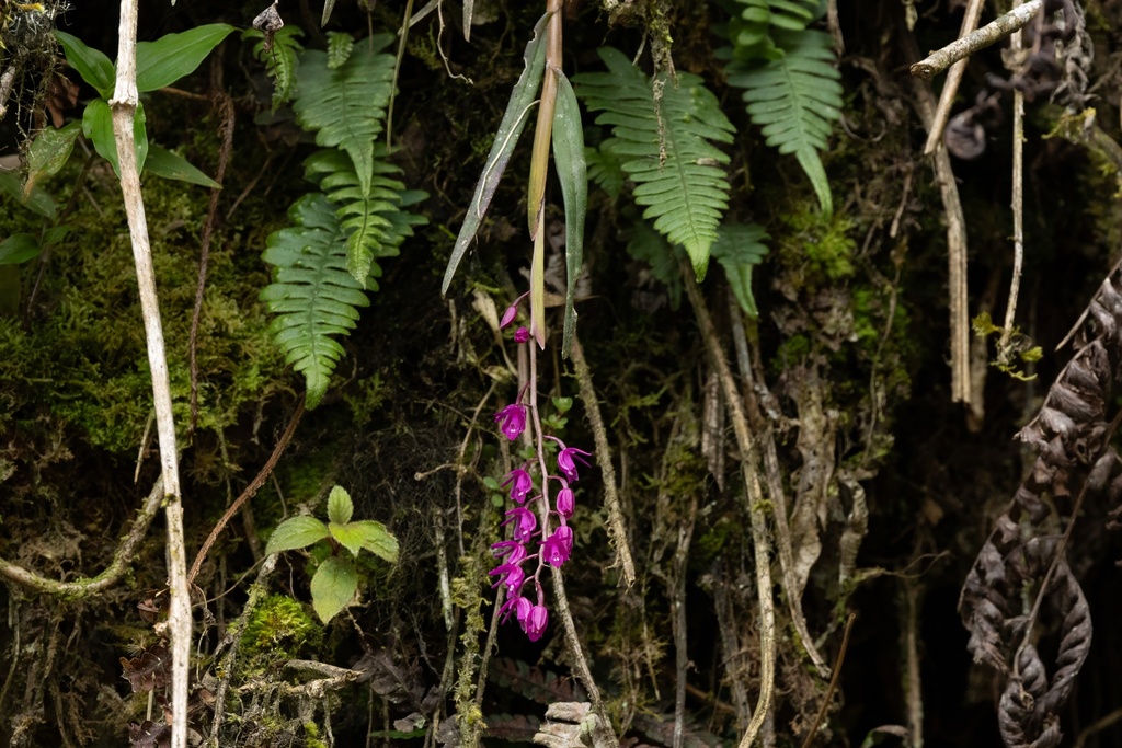 Epidendrum diommoides Hágsater, Edquén & E.Santiago 2