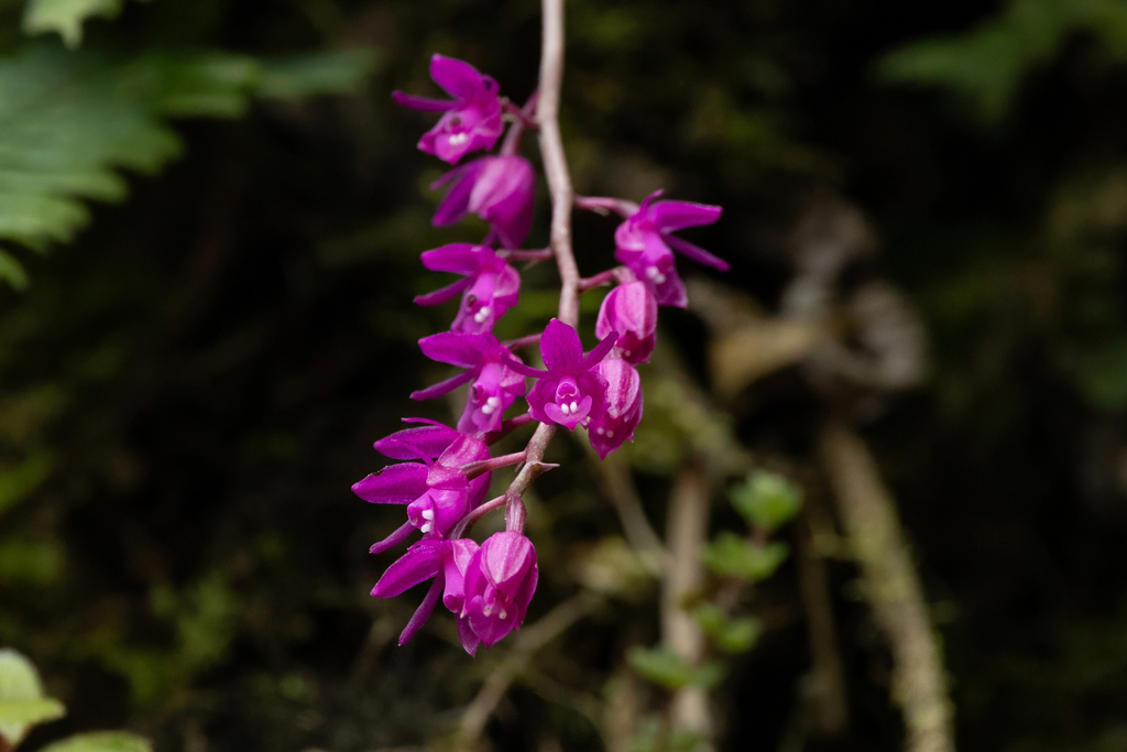 Epidendrum diommoides