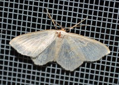 Scopula junctaria