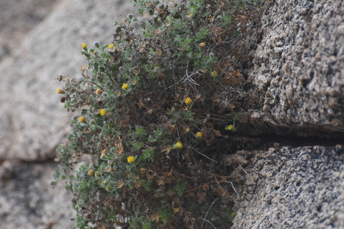 Image of Laphamia lemmonii by no rights reserved