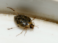 Peltodytes edentulus