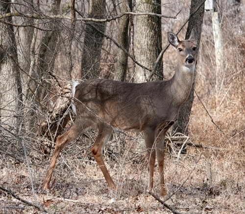 White-tailed Deer photographed in Arkansas