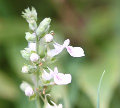 Teucrium canadense canadense