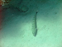 Parapercis hexophtalma