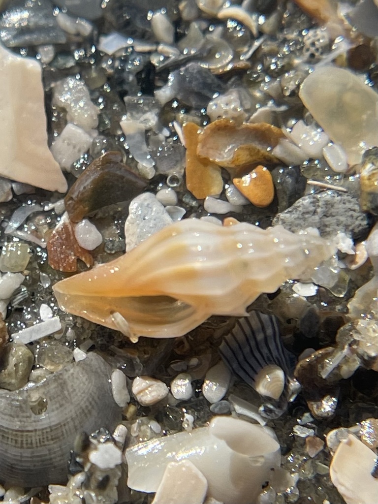 Rubellatoma