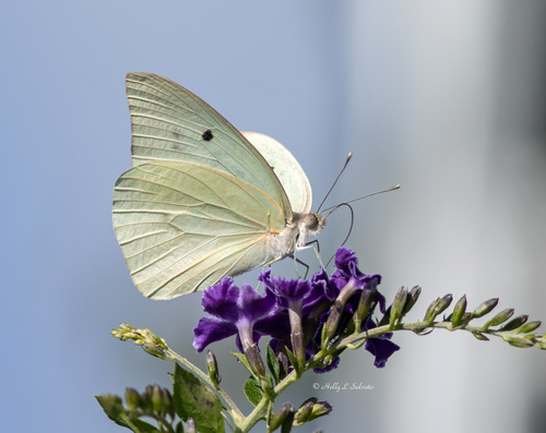 Giant White