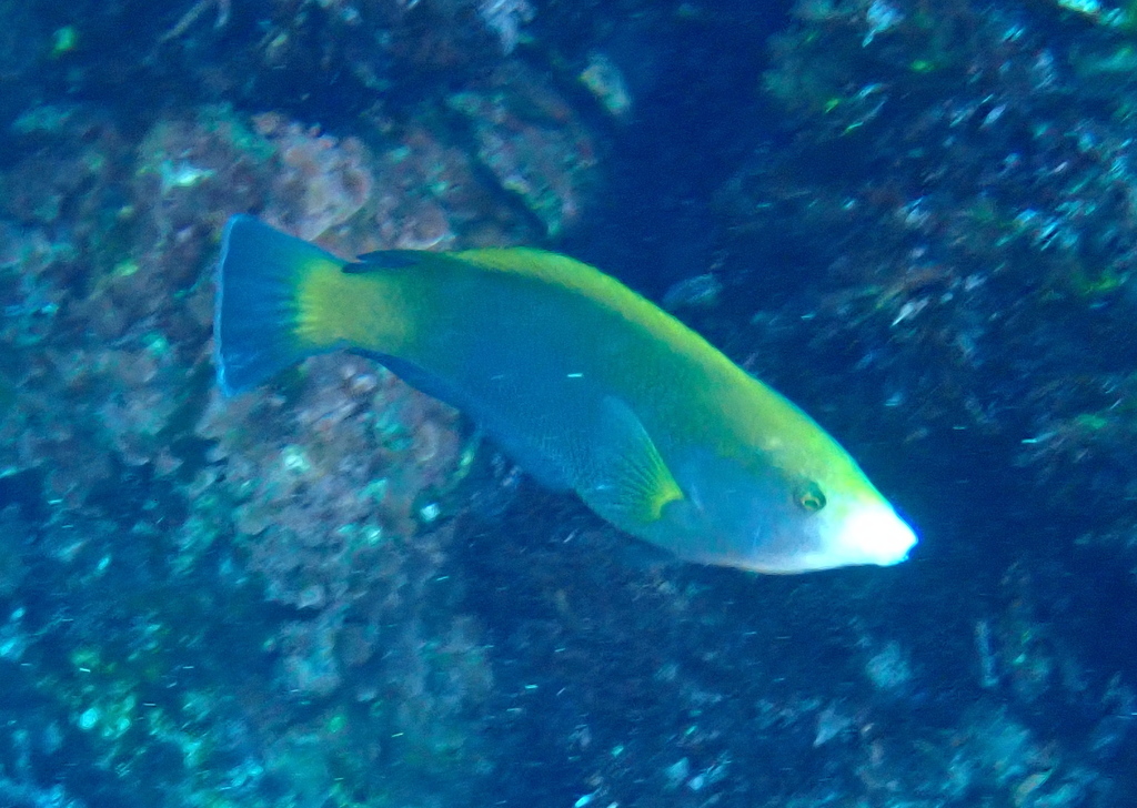 Geographic wrasse