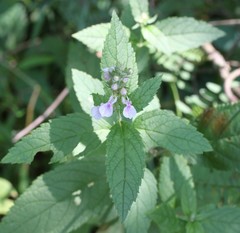 Teucrium canadense canadense