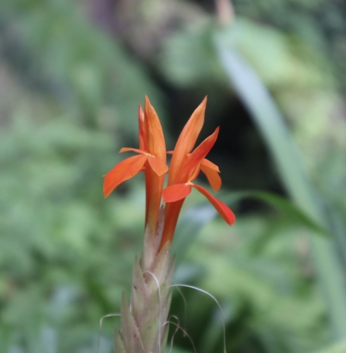 Foto de Afelandra-laranja