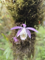 Pleione hookeriana, photograph (c) Ansil B.R., some rights reserved (CC BY)