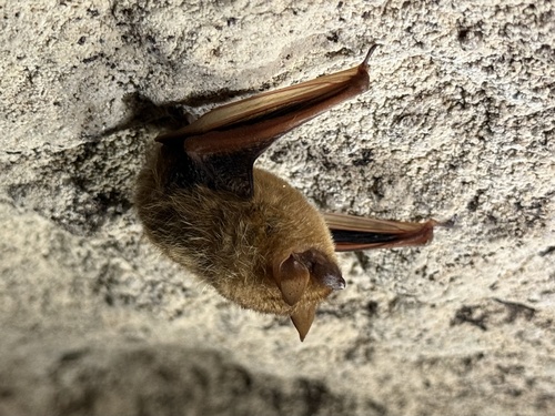 Tri-coloured Bat, photo 2 of 10