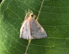 Chytolita morbidalis