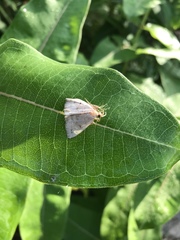 Chytolita morbidalis