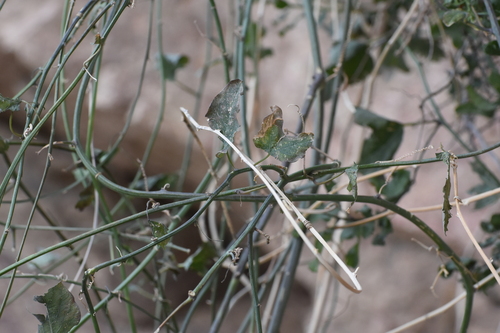 Image of Passiflora mexicana by no rights reserved