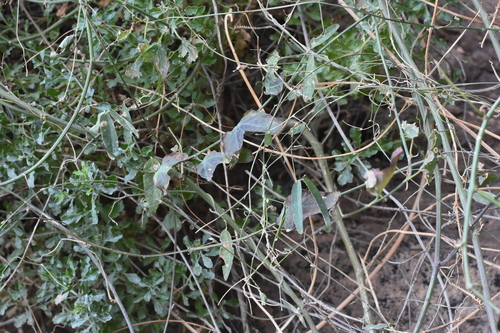 Image of Passiflora mexicana by no rights reserved