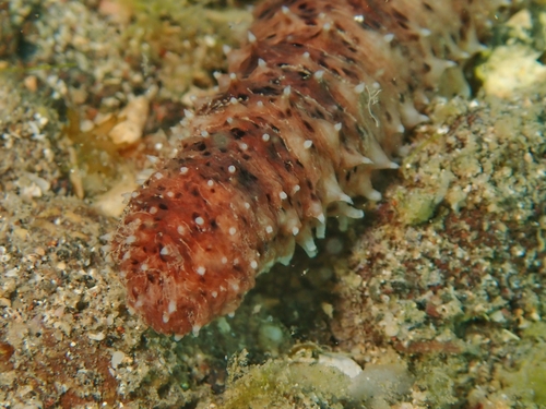 Holothuria pardalis observed 2025-01-25