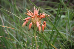 Aloe cooperi, photograph author not stated, no rights reserved