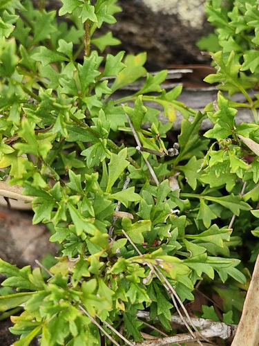 Image of Xanthosia stellata by (c) ronavery, some rights reserved (CC BY)