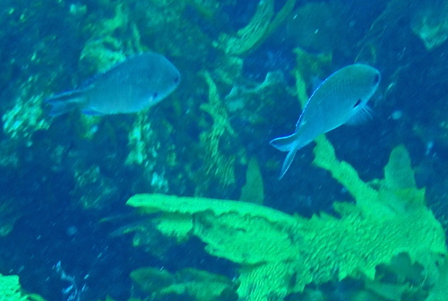 West Australian chromis (Chromis westaustralis) — Pomacentridae — 4