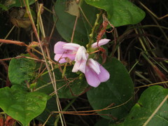 Canavalia lineata