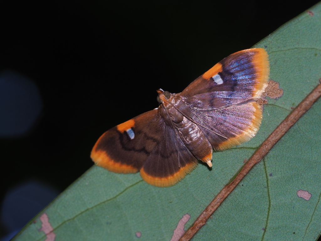 Callibotys carapina