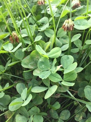 Trifolium repens