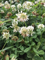 Trifolium repens
