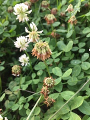 Trifolium repens