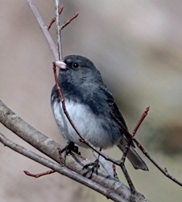 Dark-eyed Junco photographed in Arkansas
