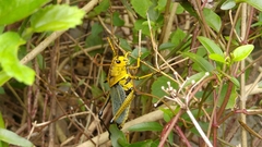 Taeniopoda tamaulipensis