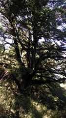 Tsuga chinensis