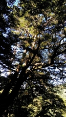 Tsuga chinensis