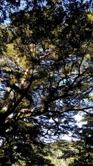Tsuga chinensis