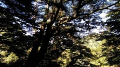 Tsuga chinensis