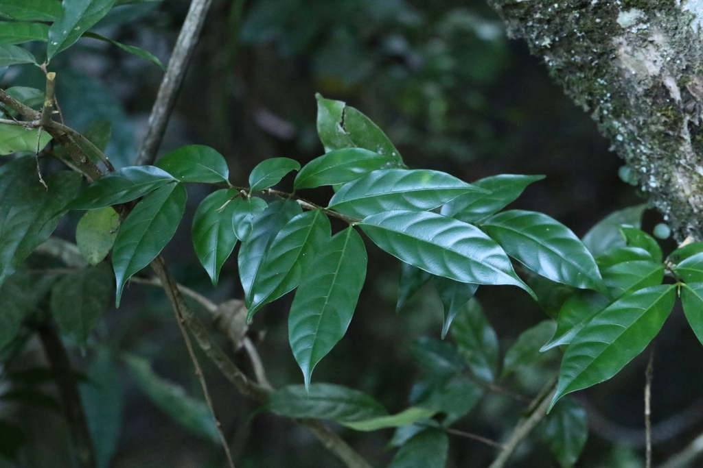 Wrightia laevis; photograph author not stated, no rights reserved