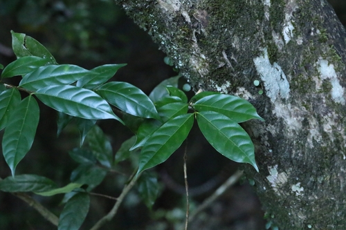 Wrightia laevis, photograph 2