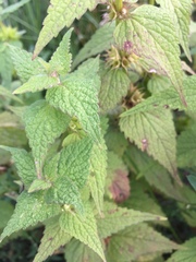 Lamium album