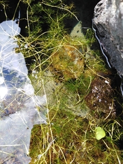 Ranunculus confervoides