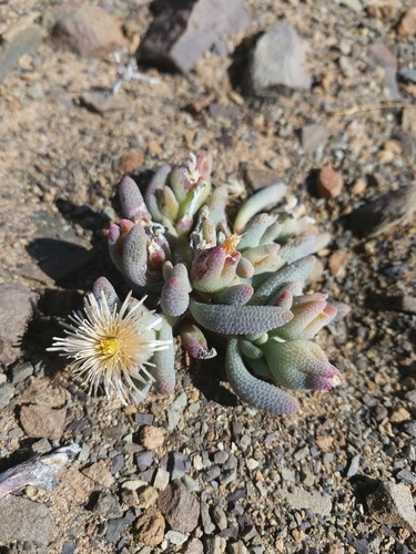 Mesembryanthemum grossum